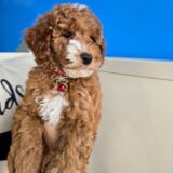 Coby Poodle 03