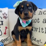 Coconut Rottweiler 01
