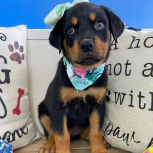 Coconut Rottweiler 01