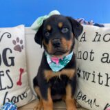 Coconut Rottweiler 02