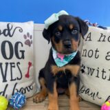 Coconut Rottweiler 03