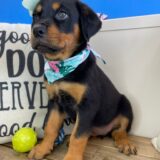 Coconut Rottweiler 04