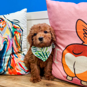 Cooper Golden Doodle 01