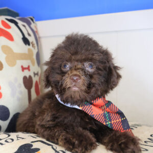 Corky Poodle 01