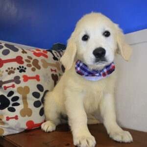 Croc Golden Retriever 01