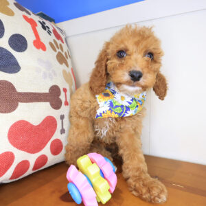 Cucciolo Irish Doodle 01