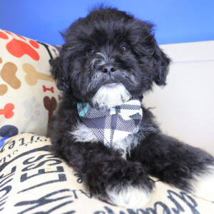 Cuddlebug Shihpoo 01