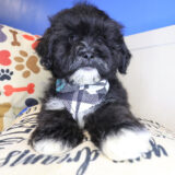 Cuddlebug Shihpoo 03