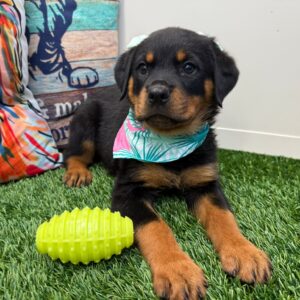 Dalia Rottweiler 01