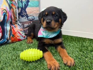 Dalia Rottweiler 01
