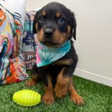 Dalia Rottweiler 02