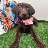 Deliah Labrador Retriever 01