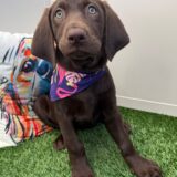 Deliah Labrador Retriever 02