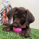 Deliah Labrador Retriever 04