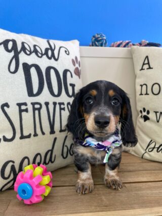 Draco Dachshund 01