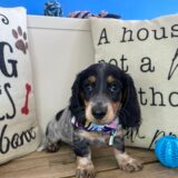 Draco Dachshund 02