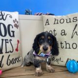 Draco Dachshund 03