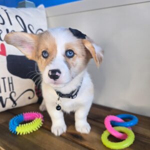 Eliza American Corgi 01
