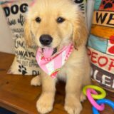 Emi Golden Retriever 03