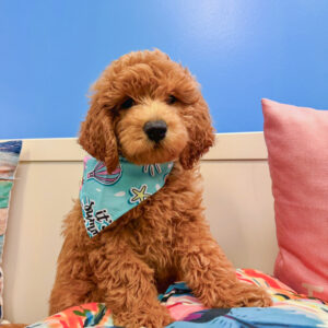 Emilio Golden Doodle 01