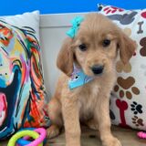 Ethel Golden Retriever 01