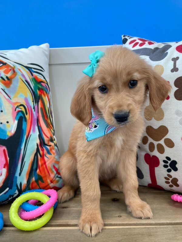 Ethel Golden Retriever 01