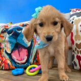 Ethel Golden Retriever 03