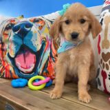 Ethel Golden Retriever 04