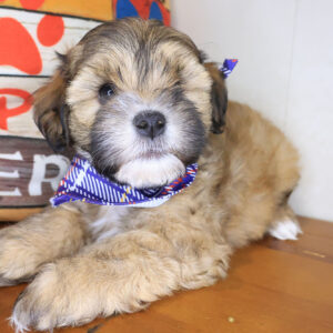 Ezra Shihpoo 01