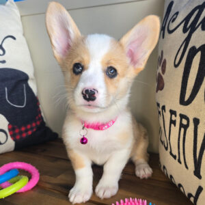 Fable American Corgi 01