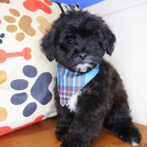 Ferdinand Shihpoo 01