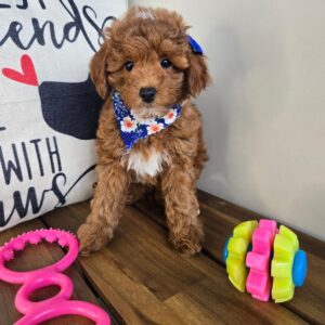 Fleur Poodle 01