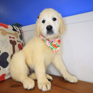Flicker Golden Retriever 01