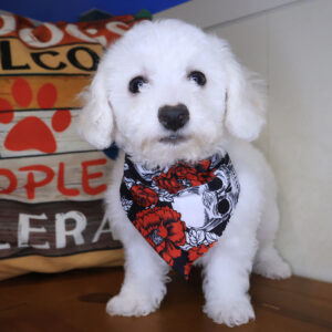 Foxhugh Bichon Frise 01