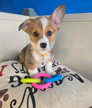 Frodo American Corgi 01