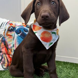 Gatsby Labrador Retriever 01