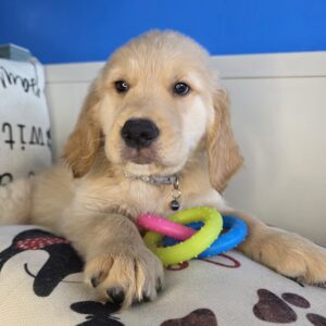 George Golden Retriever 01