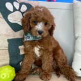 Grizzly Cavapoo 01
