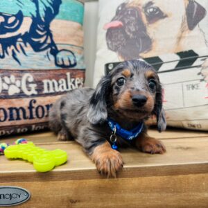 Groot Miniature Dachshund 01