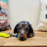 Groot Miniature Dachshund 04