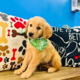 Gully Golden Retriever 03