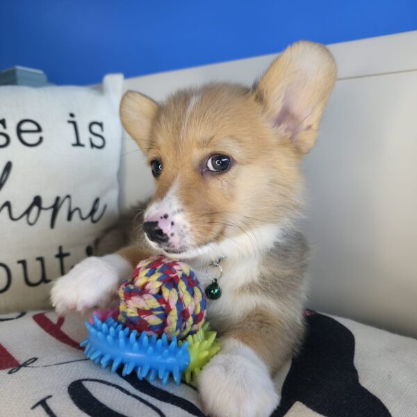 Gus Pembroke Welsh Corgi 01
