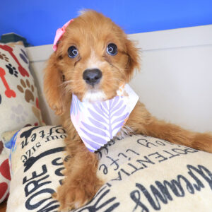 Harlow Cavapoo 01