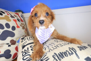 Harlow Cavapoo 01