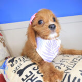 Harlow Cavapoo 04