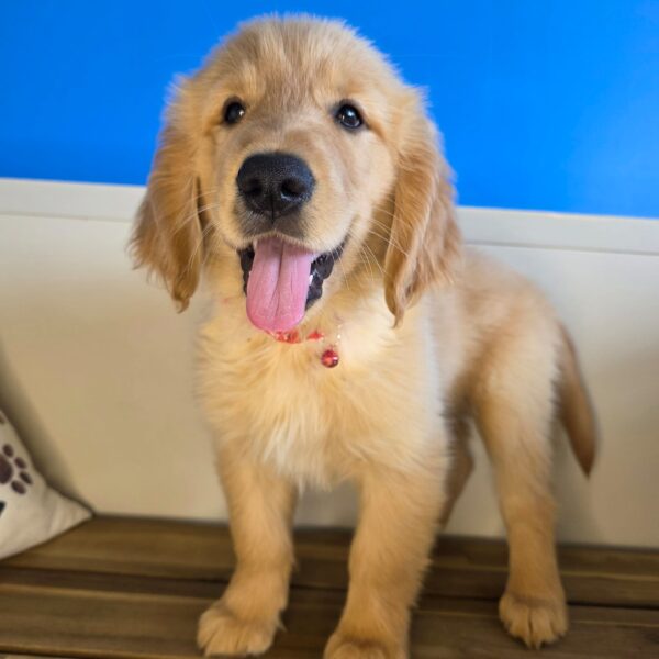 Hatch Golden Retriever 01