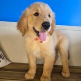 Hatch Golden Retriever 02