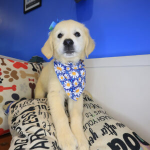 Hattie Golden Retriever 01