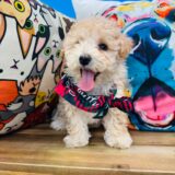 Hiccup Maltipoo 01