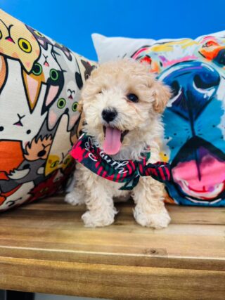 Hiccup Maltipoo 01